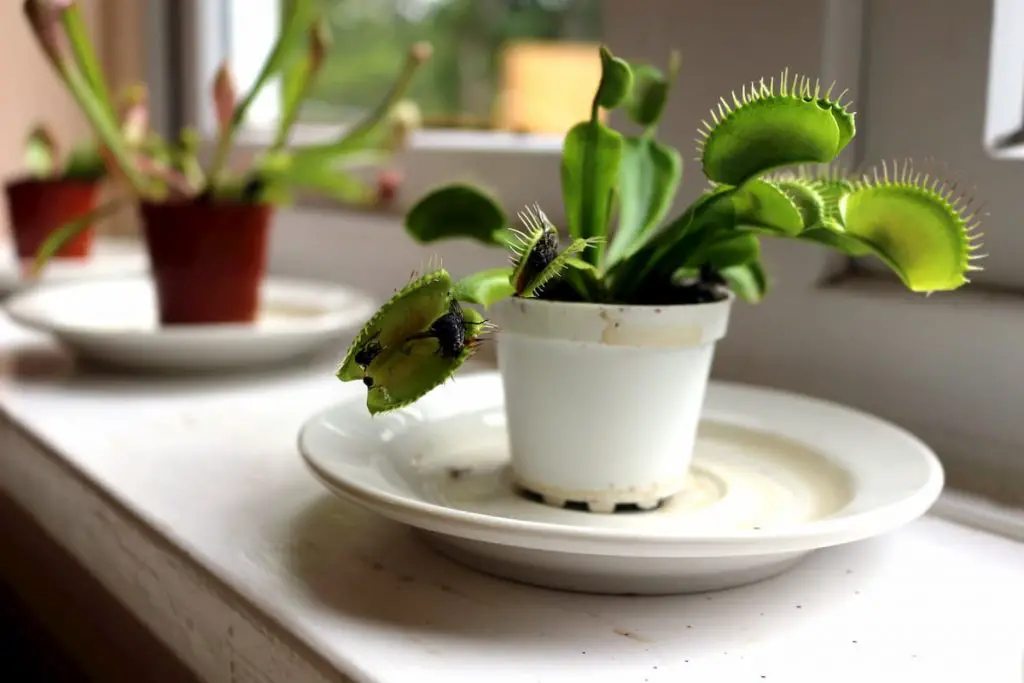 Thriving Venus flytrap - Why is My Venus Flytrap Turning Black