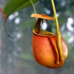 What Are Insectivorous Plants? Thriving on Insects for Health