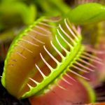 Dionaea Muscipula (Venus Flytrap) Care Sheet