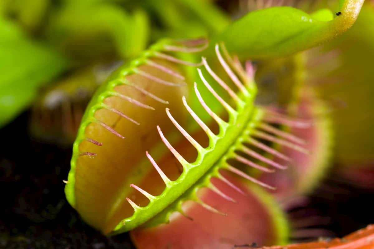 Why is my Carnivorous Plant Dying? (And How To Save Them)