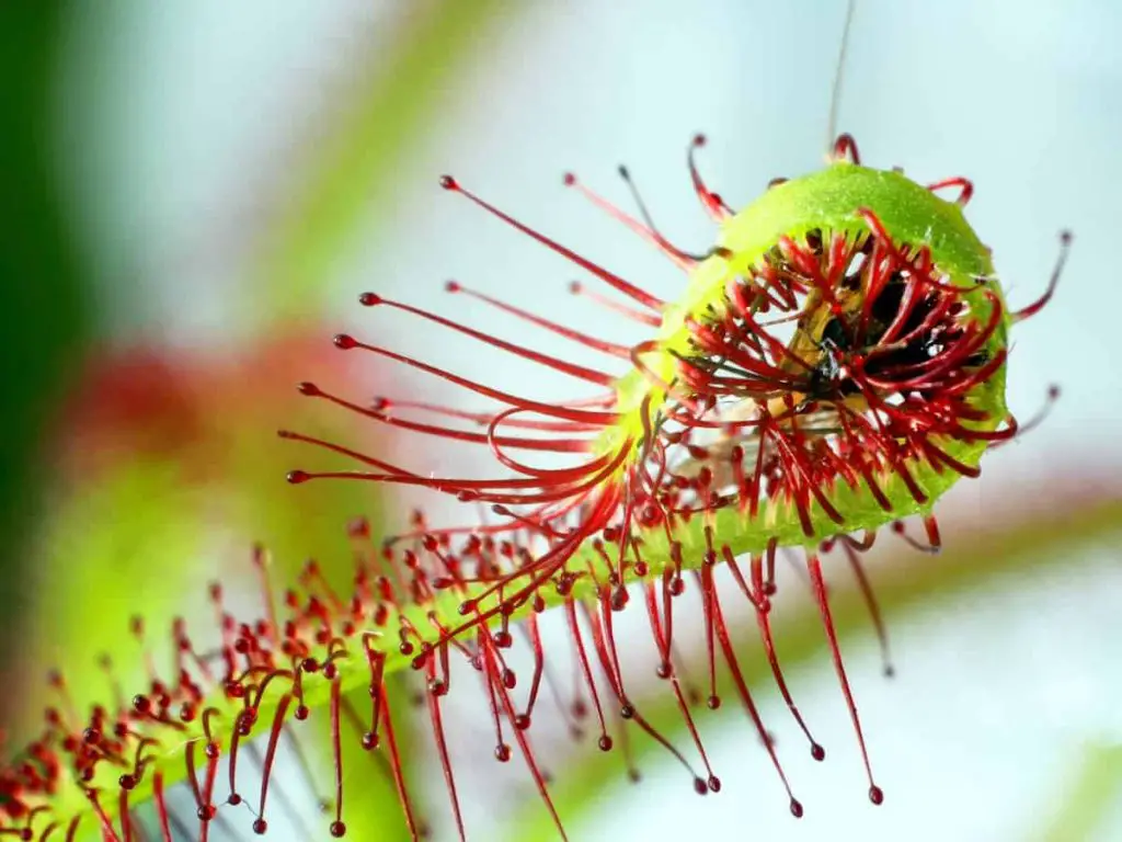 Curling Sundew catching prey Where are Carnivorous Plants Found