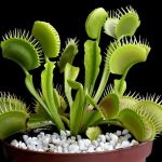 Are Venus Flytraps Good House Plants?