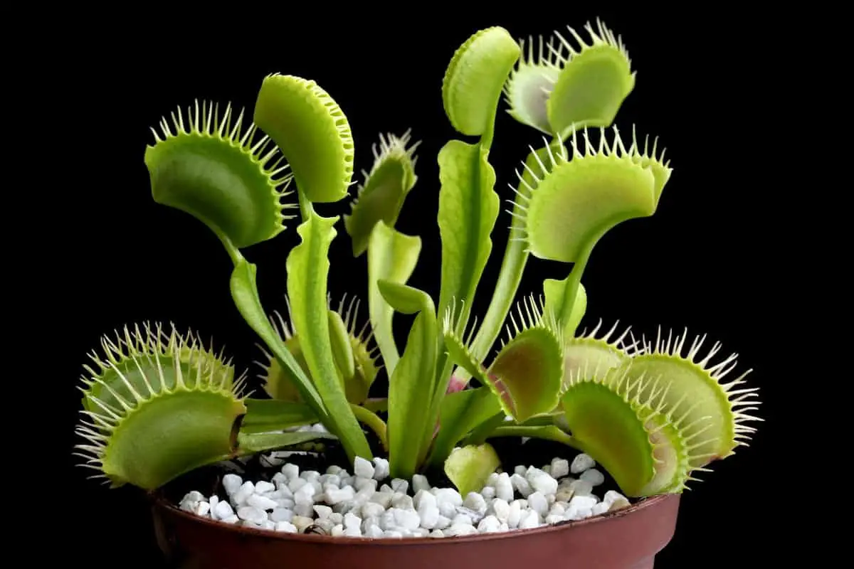 Are Venus Flytraps Good House Plants?