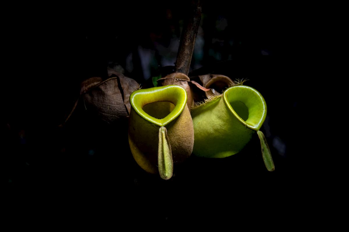 What Are Three Types of Carnivorous Plant Trap Styles?