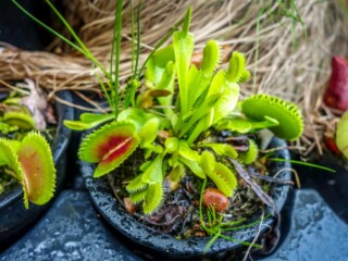 Venus Fly Trap Mastery: Proactive Care Techniques and Troubleshooting