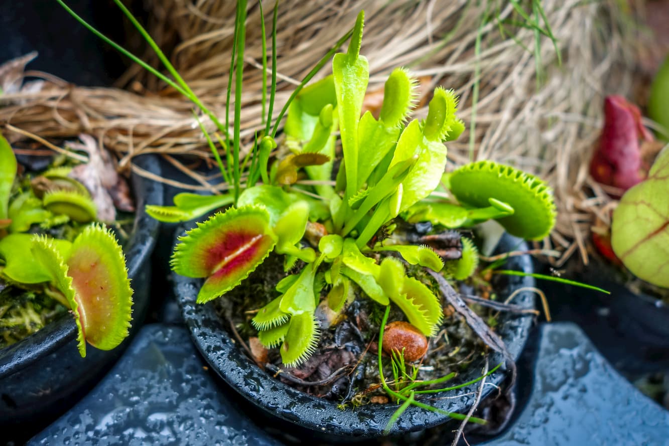 Where are Carnivorous Plants Found Today?