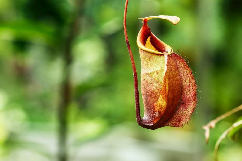 Insectivorous plants Nepenthes Ampullaria - Where are Carnivorous Plants Found