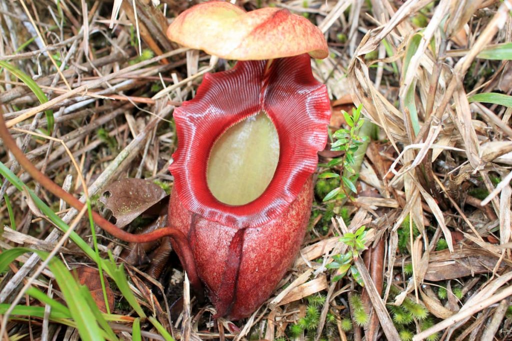 Nepenthes rajah - Where are Carnivorous Plants Found