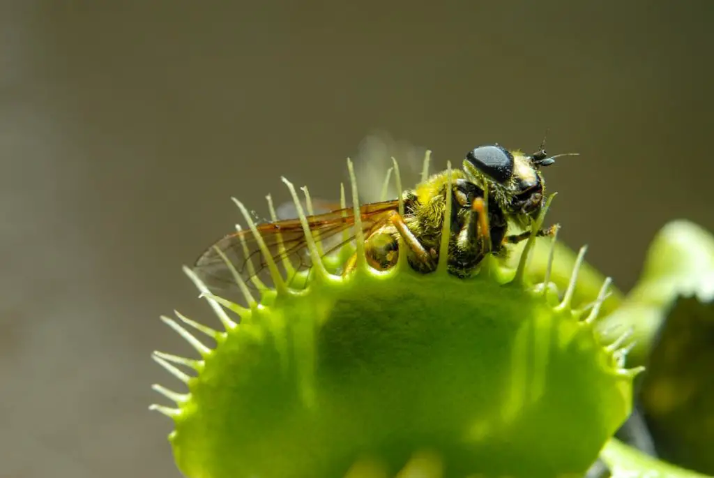 Fly caught in the venus fly trap - Can You Overfeed Carnivorous Plants