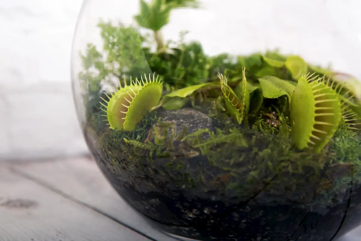 Making an Indoor Terrarium for Carnivorous Plants in 7 Steps