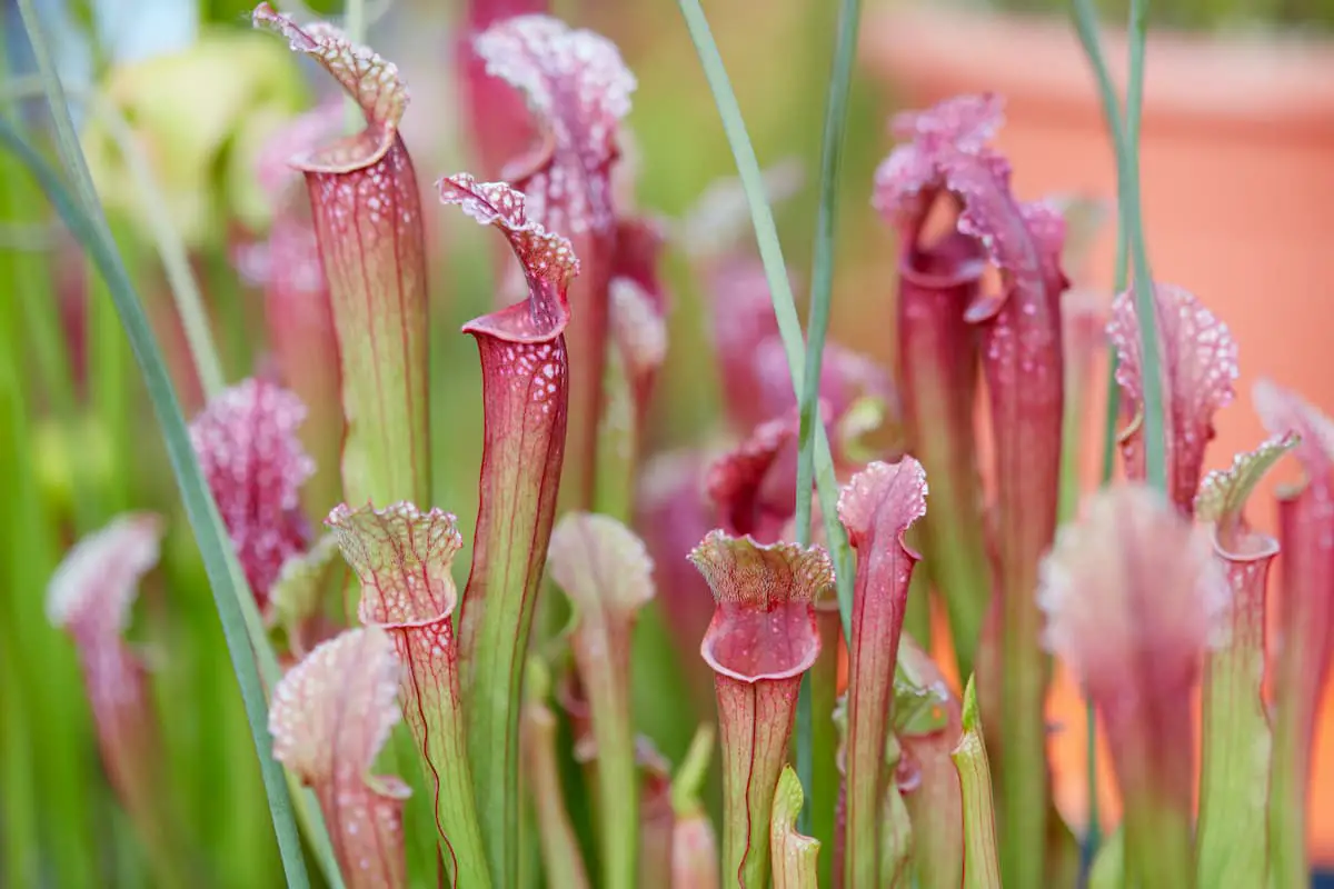 How Many Carnivorous Plants Exist? How Do They Catch Prey
