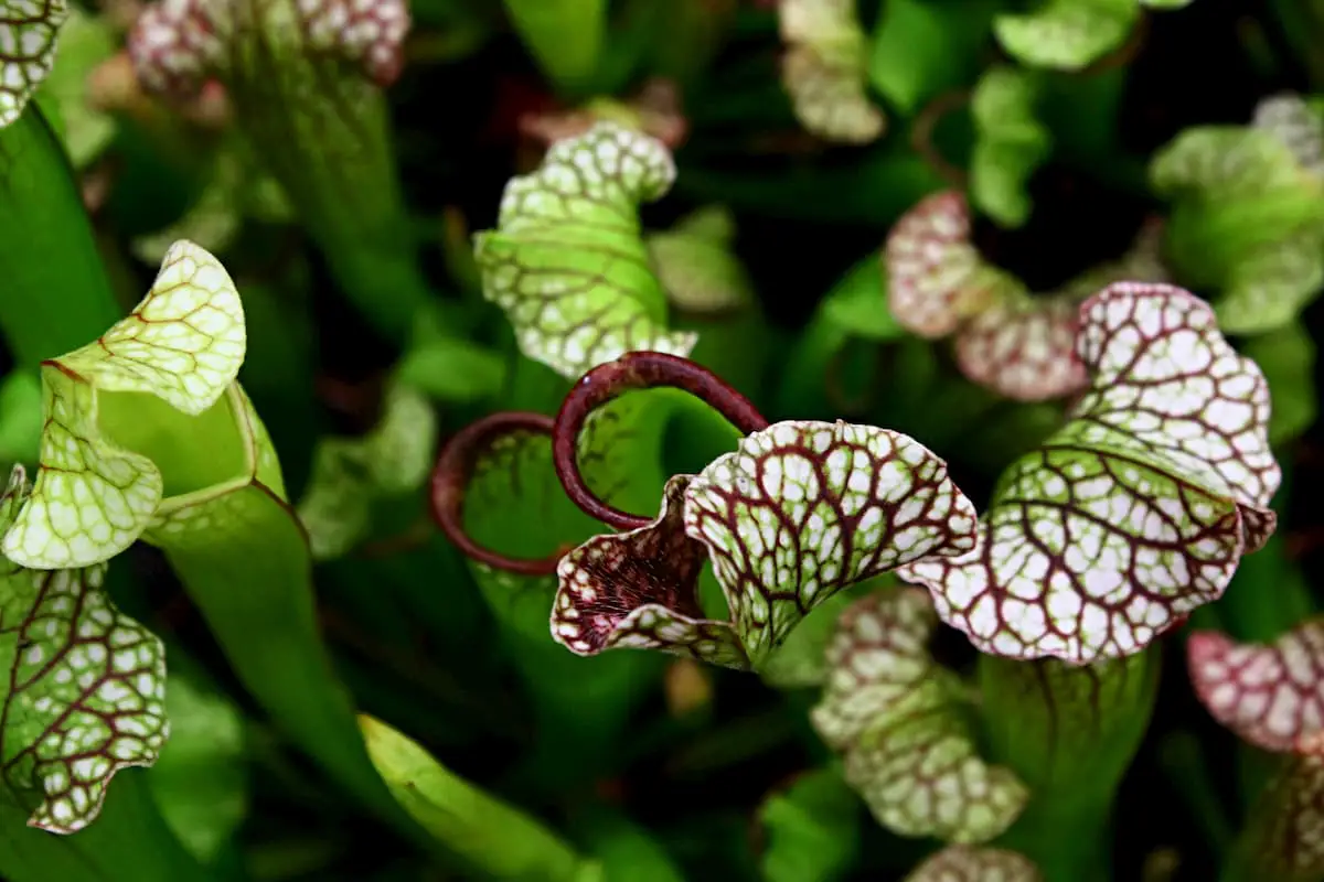 How to Care For Carnivorous Plants Indoors