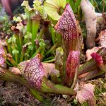 The Botanical Marvel: Exploring the Enigma of Pitcher Plants
