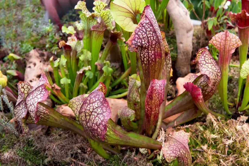 The Botanical Marvel: Exploring the Enigma of Pitcher Plants