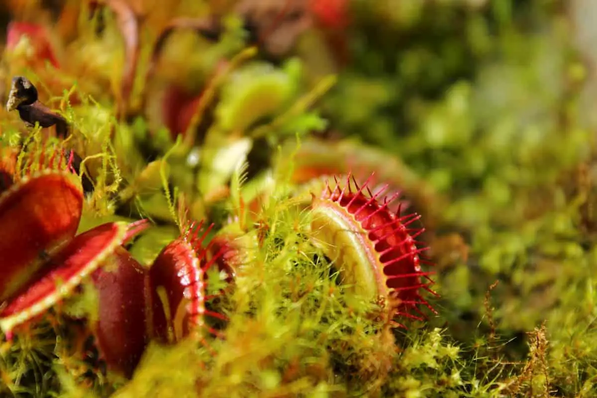 What Does a Venus Fly Trap Plant Eat for Maximum Growth?