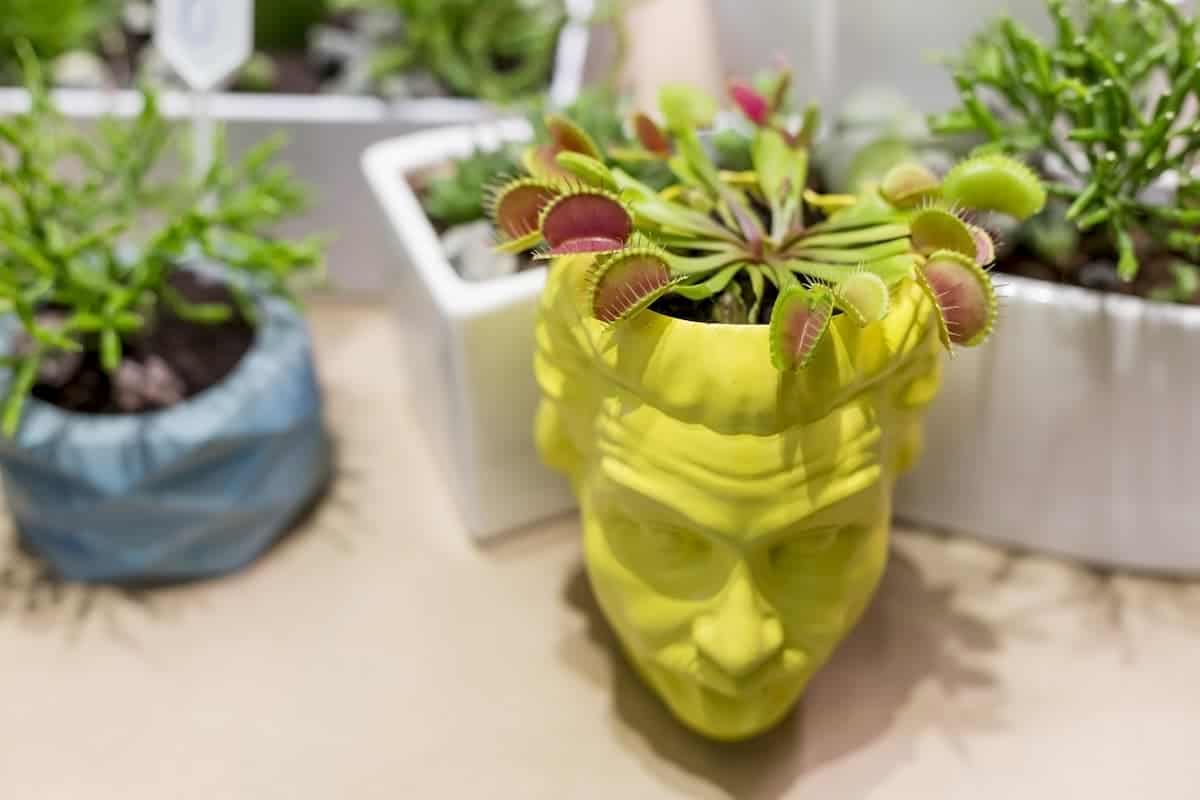 What Should I Feed My Venus Fly Trap? You Need to Know!