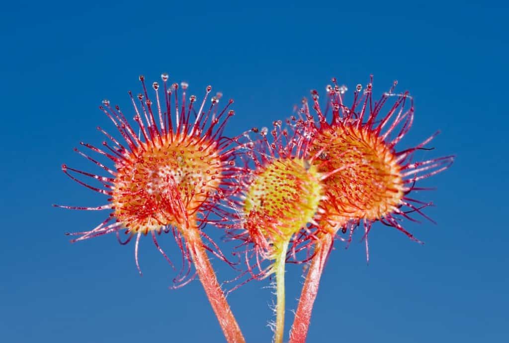 Flowers of sundew against the sky