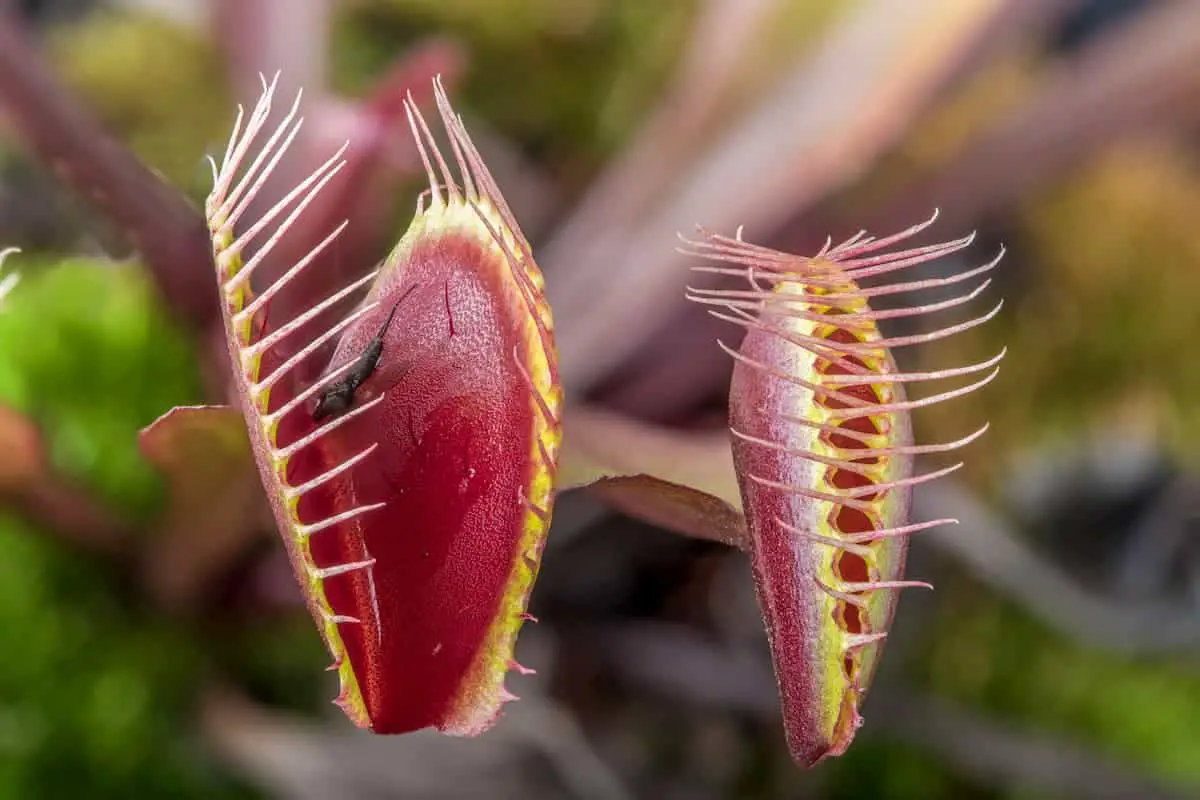 Can a Venus Fly Trap Survive Without Bugs?