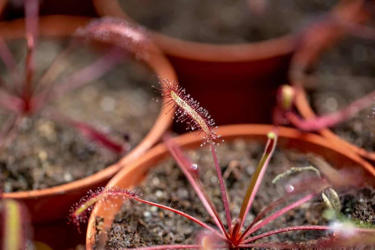 How to Successfully Grow Your Sundews Indoors