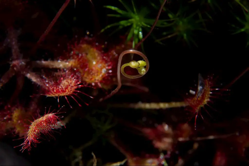 Macro picture of a sundew