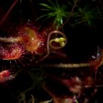 Sundew Care 101: Simple Steps to Ensure a Long-Lasting Plant