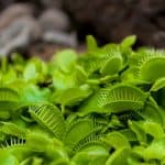 How to Care for a Venus Fly Trap: A Complete Carnivore Guide