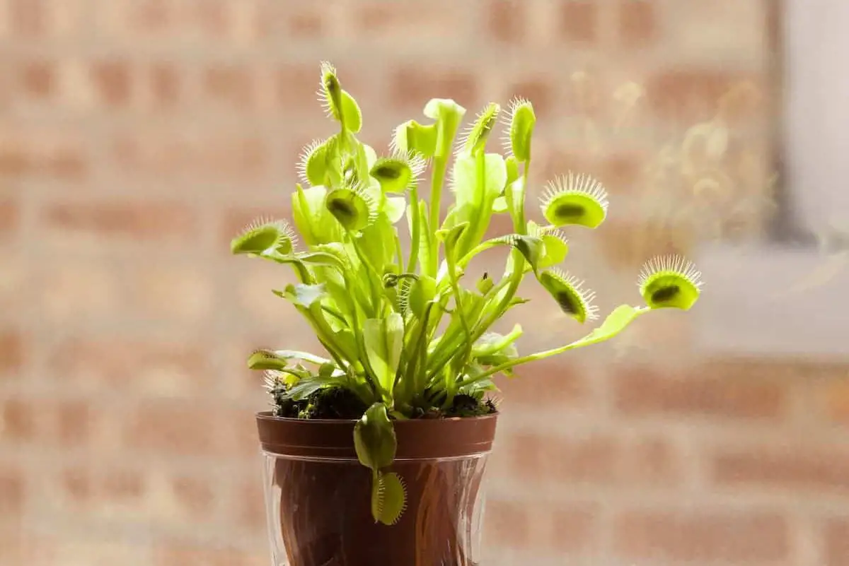 How To Grow Venus Fly Trap From Seeds to Seedling?