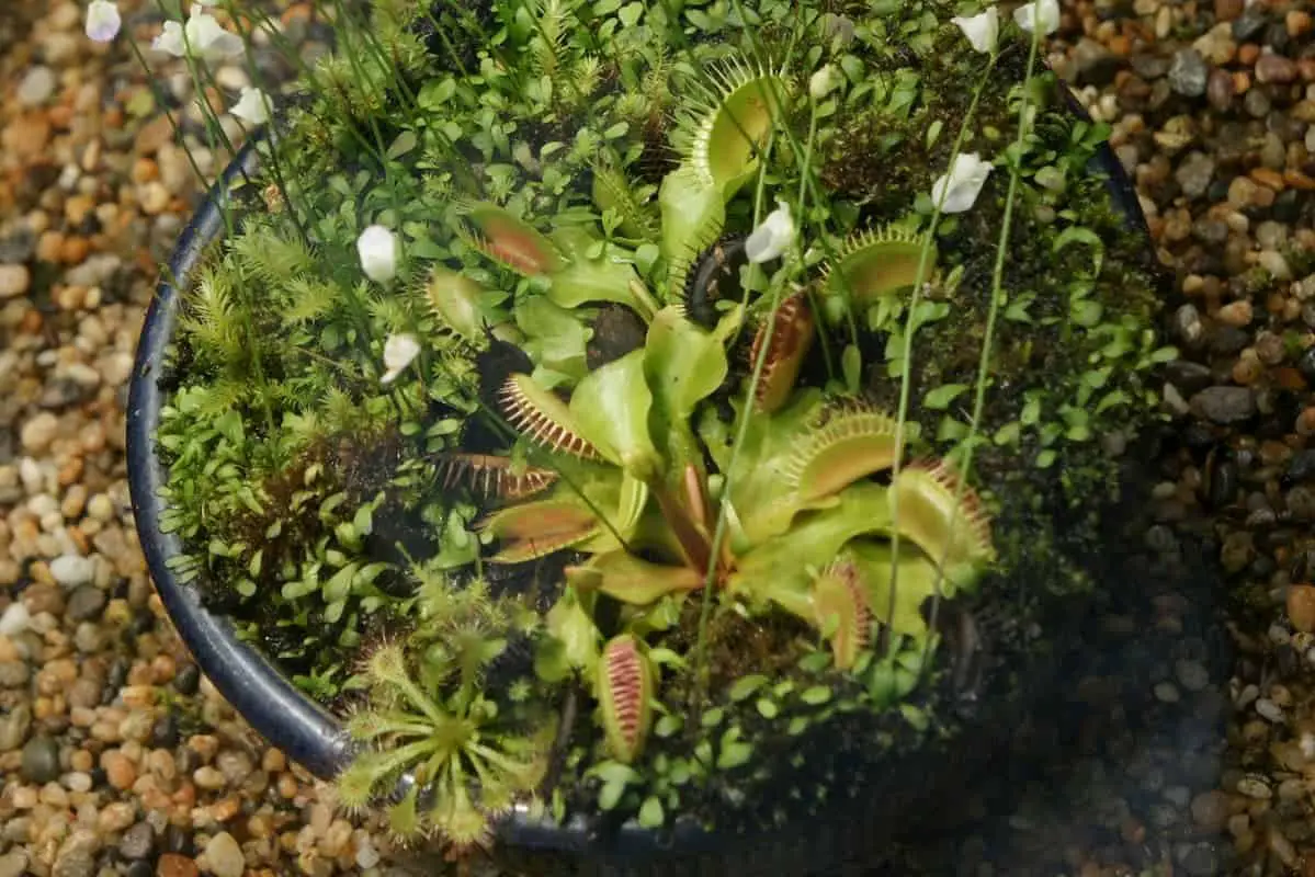 What Soil Does Your Venus Fly Trap Need To Grow Strong?