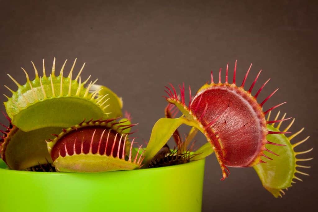 Venus fly trap plant grown and open to catch prey