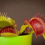 Maximize Your Venus Fly Trap’s Growth with Mealworms