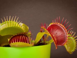How Long Until Your Venus Fly Trap is Full Grown?