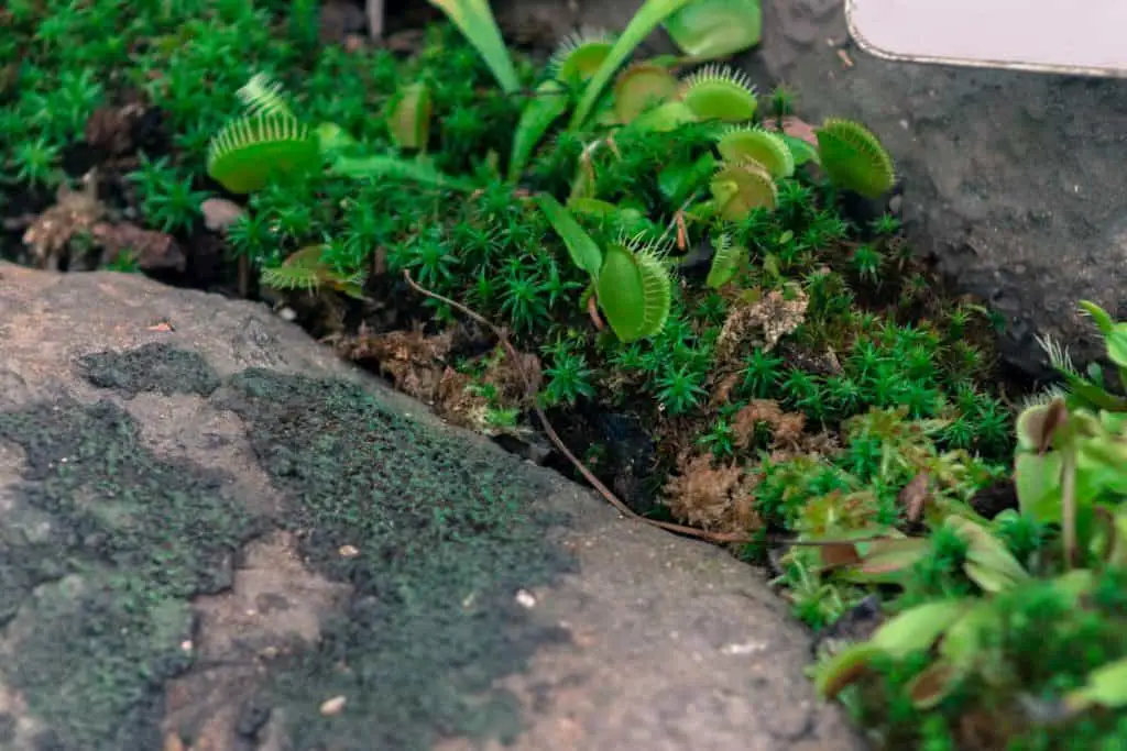 Venus fly traps waiting for food in a greenhouse at the Frederik Meijer Gardens