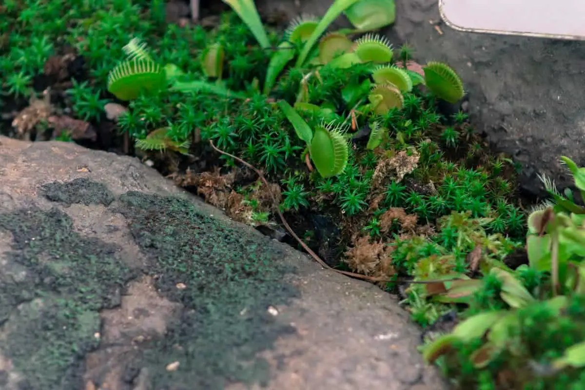 How to Grow Venus Fly Trap Outdoors and Have it Thrive!