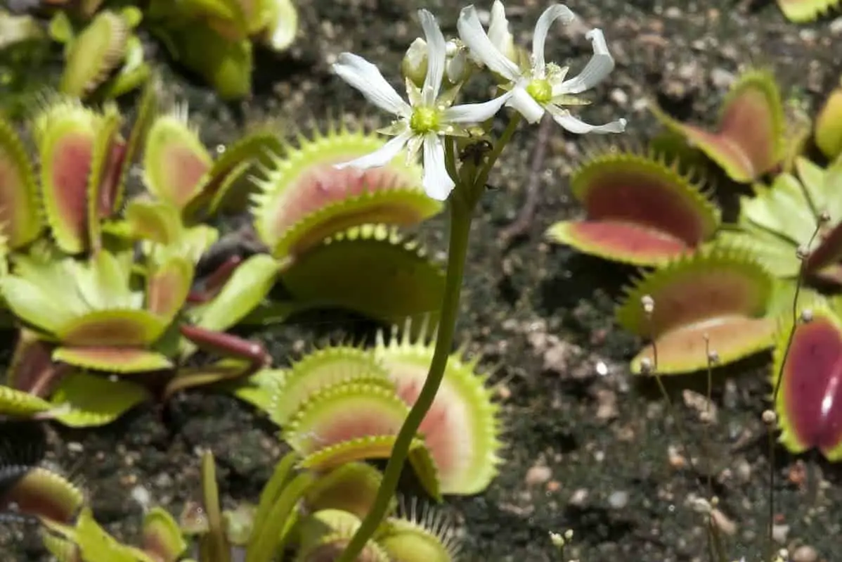 Drawbacks to Allowing Your Venus Flytrap to Flower