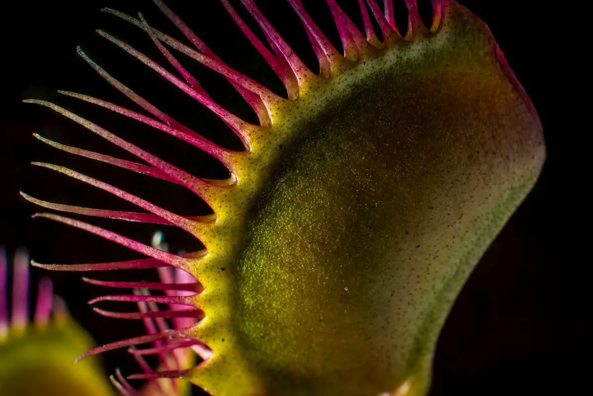How Long Can a Venus Fly Trap Live Without Food?