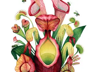 Carnivorous Plant Art Print on Etsy