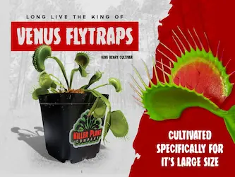 King Henry Venus Flytrap on Etsy