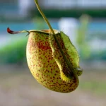 Close up on a pitcher plant