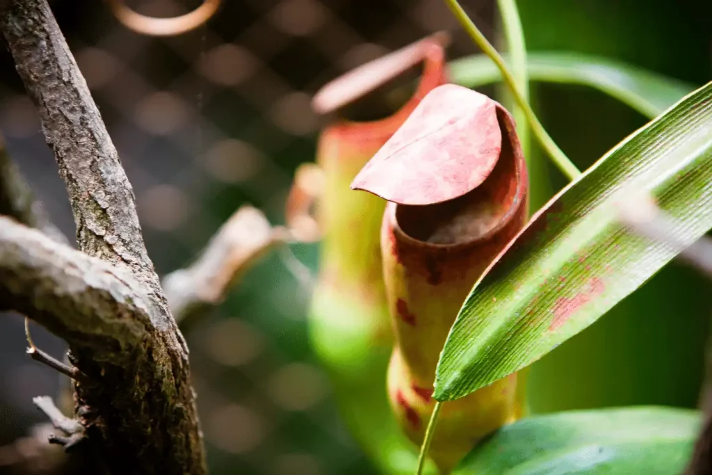 Pitcher plant (Nepenthes) in focus with leaves around