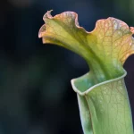 The Magic of Pitcher Plants: Why Do They Feed on Insects?