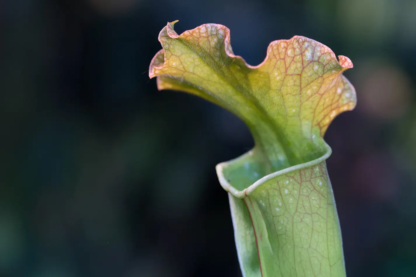 The Magic of Pitcher Plants: Why Do They Feed on Insects?