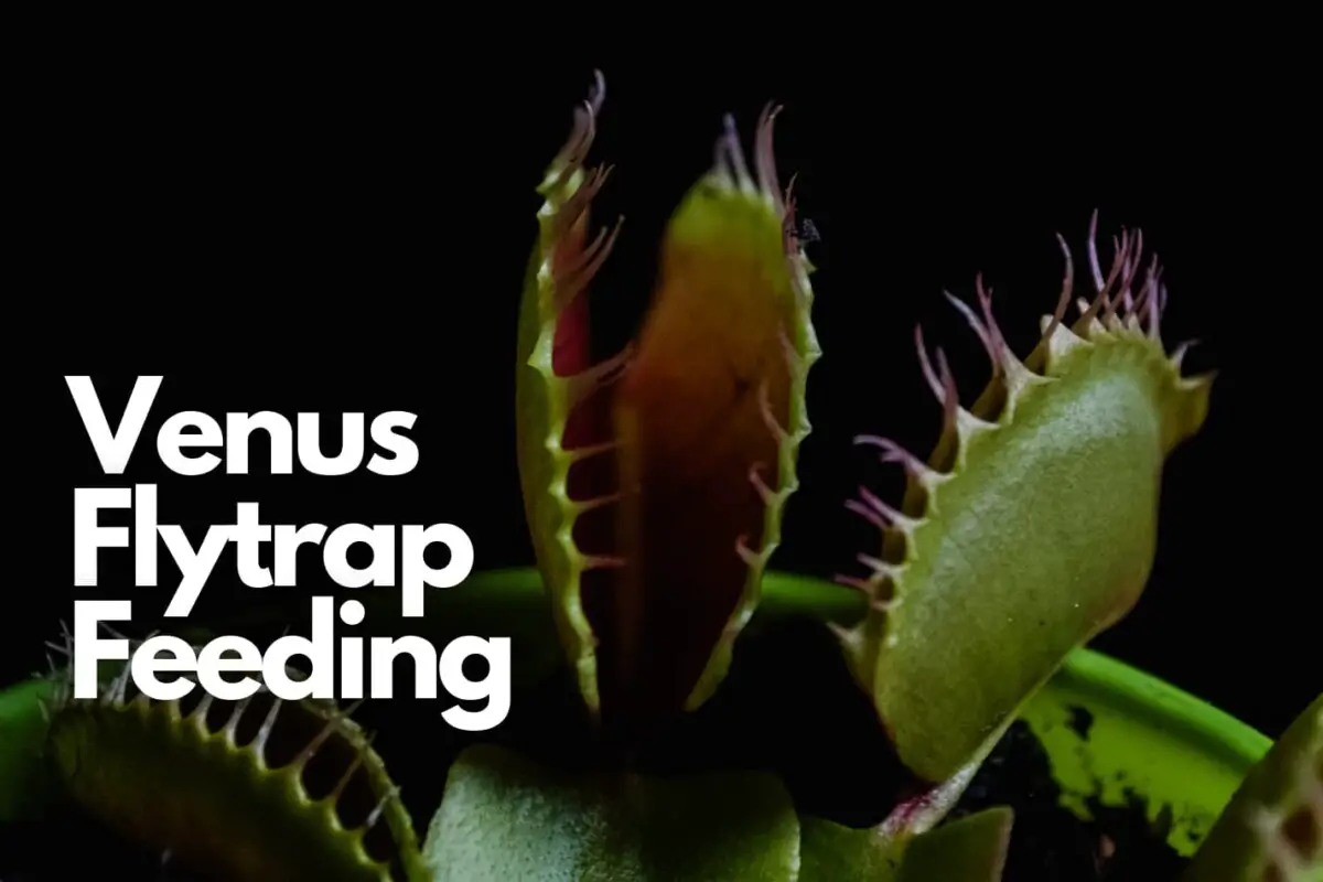 How Frequently Do You Feed Your Venus Fly Trap? Carnivore Garden