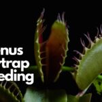 How Frequently Do You Feed Your Venus Fly Trap?