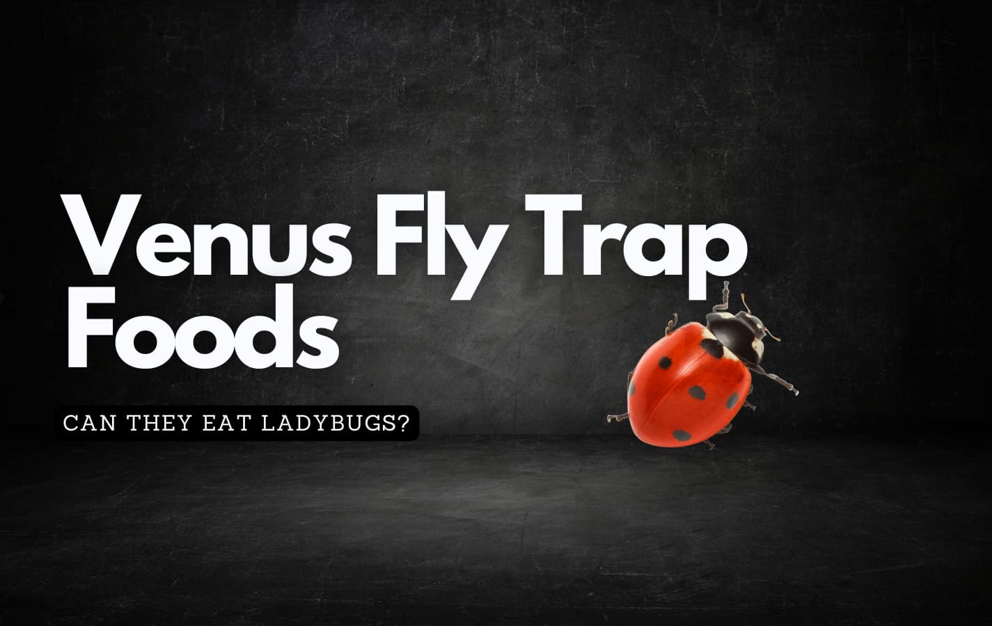 Shocking: Can Venus Fly Traps Devour Ladybugs?
