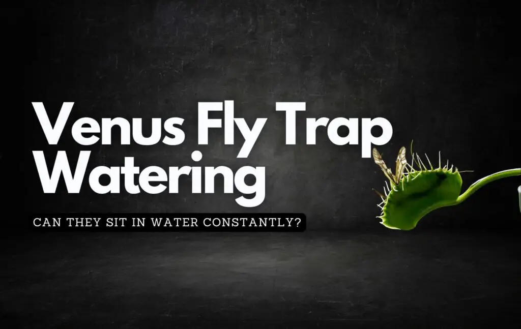 Black background showing off a venus fly trap plant