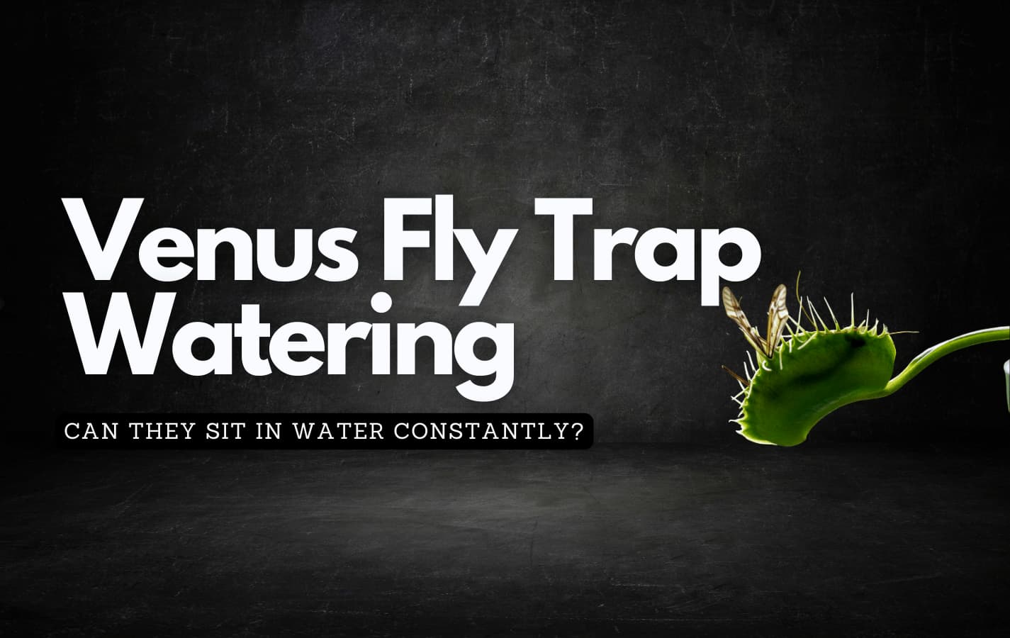 Essential: Should your Venus flytrap always be in water?