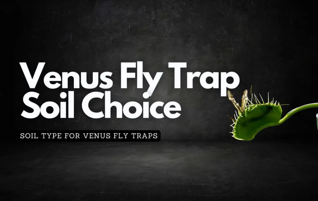 Black background showing off a venus fly trap plant and discussing why venus fly traps soil choice matters