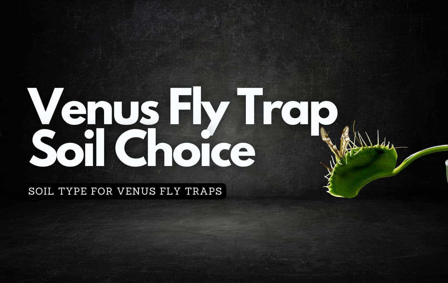 Get Your Venus Fly Trap to Flourish with the Ideal Soil Type