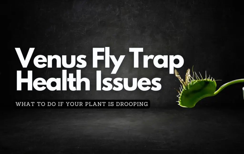 Black background showing off a venus fly trap plant and telling you what to do if drooping