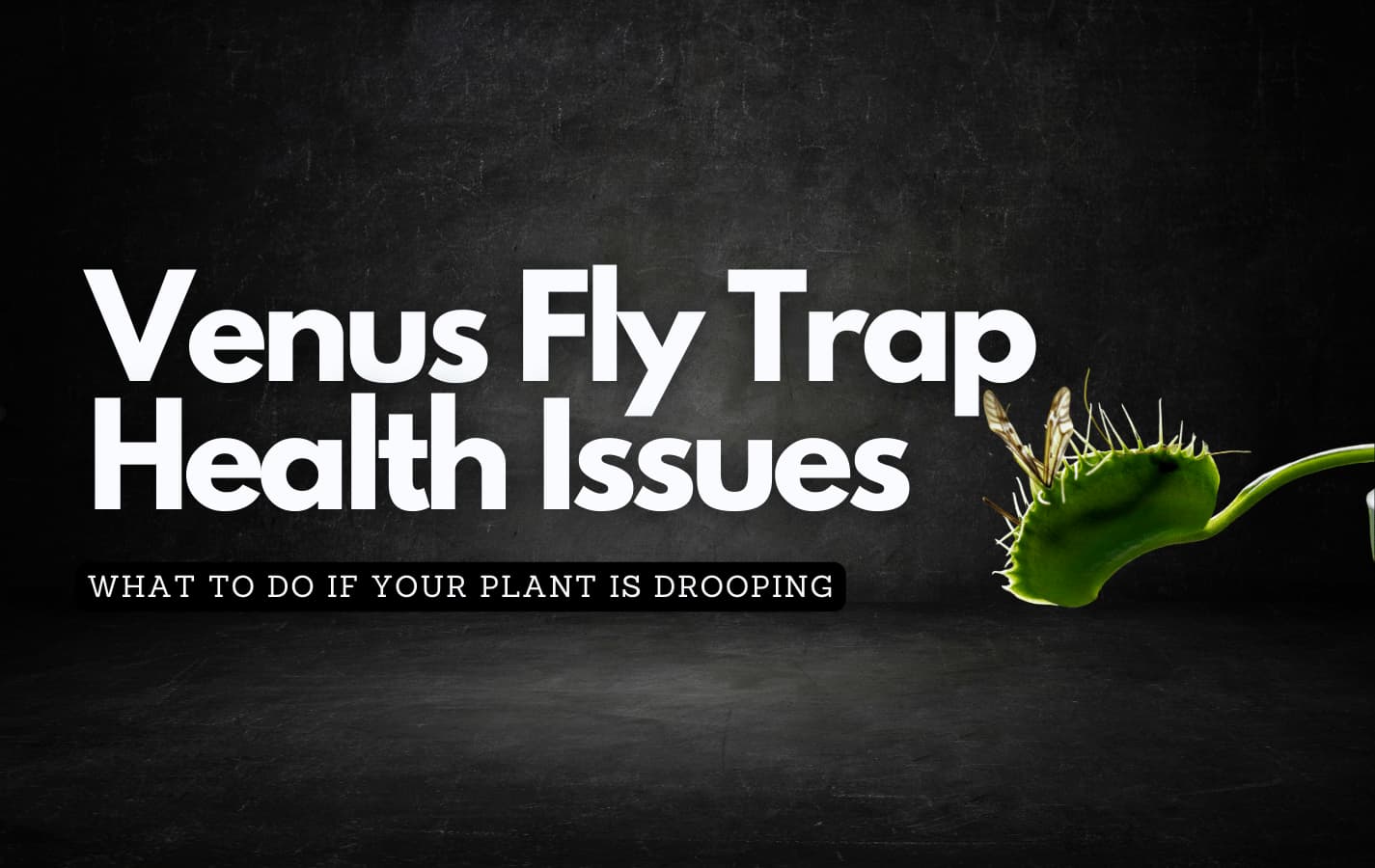 Troubleshooting: Why is Your Venus Fly Trap Drooping?